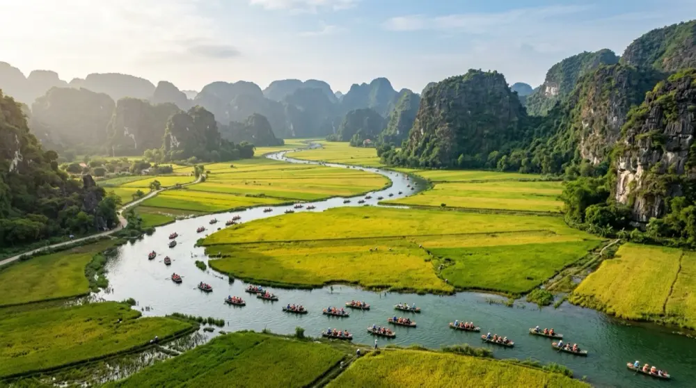 Tam Coc Golden Rice Season